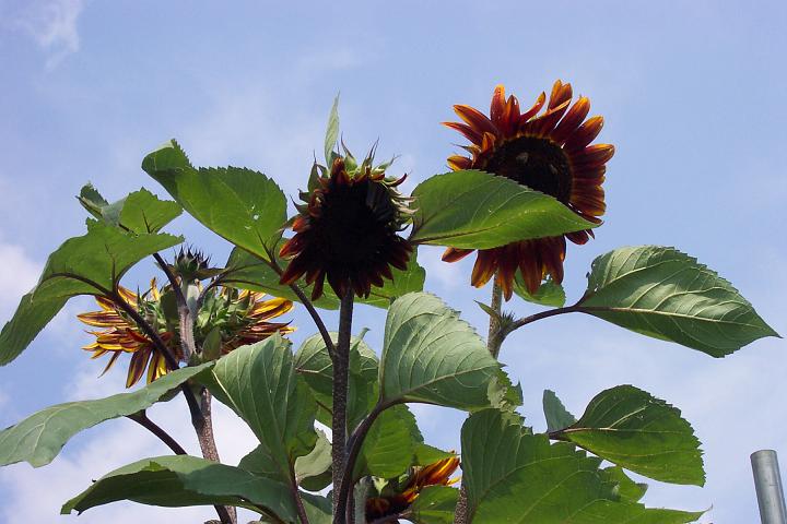 my subflowers 099.jpg